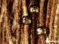 Preview: dreadlockperlen,dreadschmuck, dreadbeads, dreadlock jewlery, dread accessiores, fimo dreadperle, polymerclay beads,